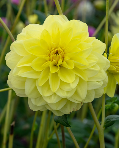 DÁLIA (GEORGÍNA) GLORY OF HEEMSTEDE 10 kusov